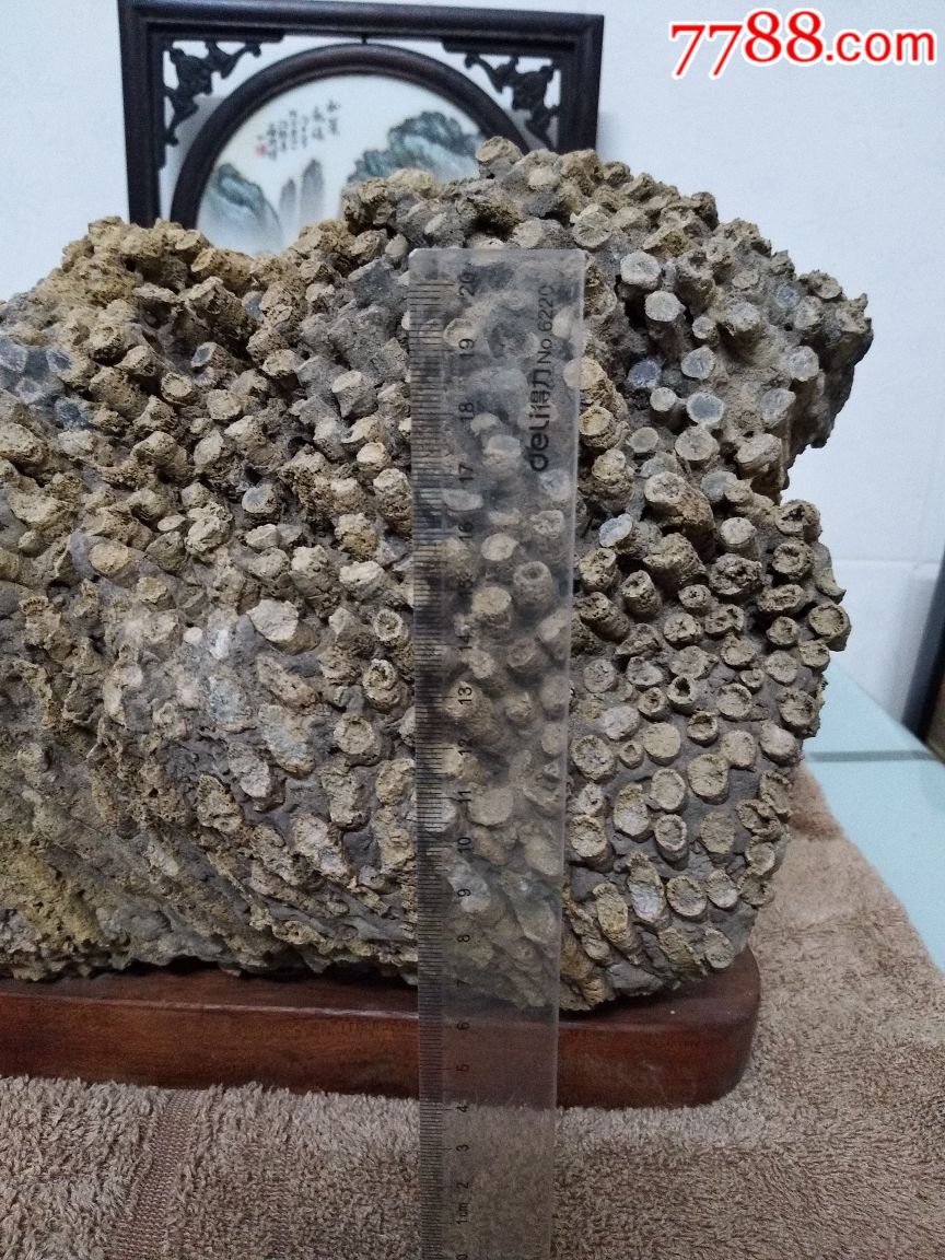 巨大鲸鱼化石_巨鲸鱼化石_巨鲸化石