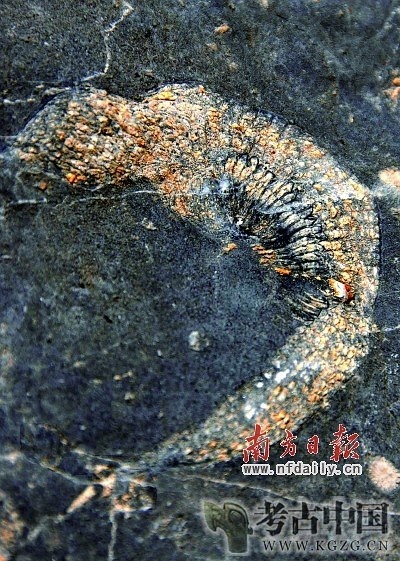 巨鲸化石_巨鲸鱼化石_巨大鲸鱼化石