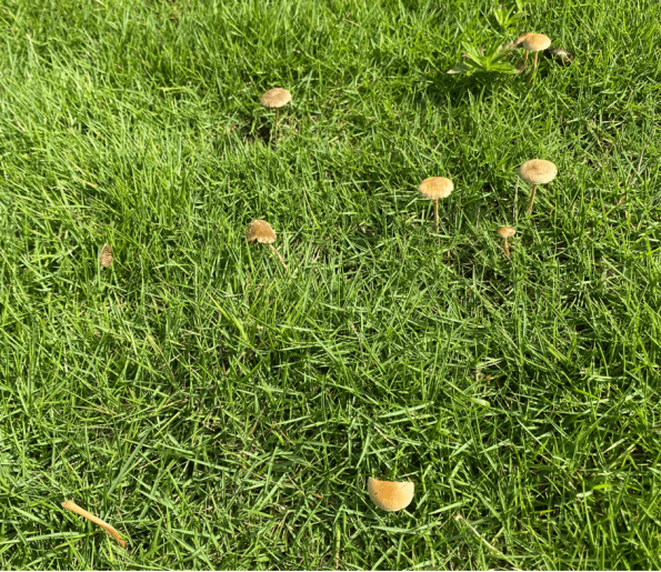 青草久_青草久_青草久