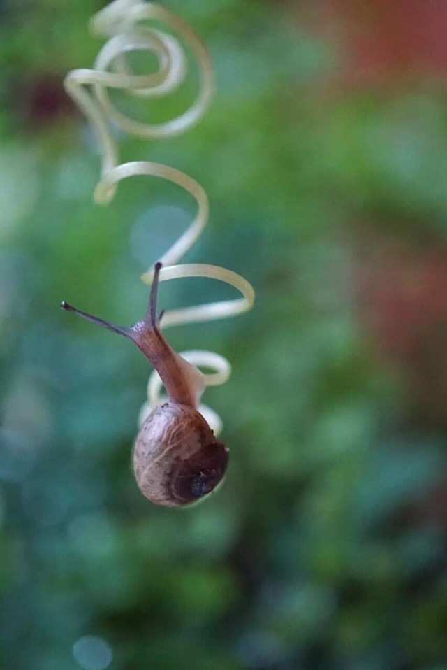 蜗牛鲍勃找房子_蜗牛鲍勃_蜗牛鲍勃下载