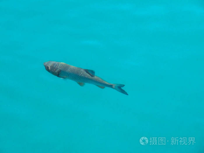 原神鱼类图鉴_原神鱼类图鉴_原神鱼类图鉴