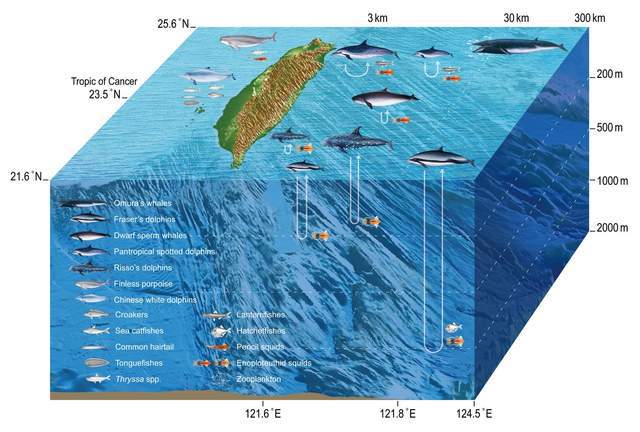 深海英文_陷入深海英文_深海英文翻译