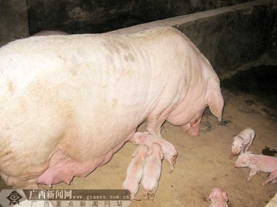 石母猪村_石母猪藤的功效_母猪石