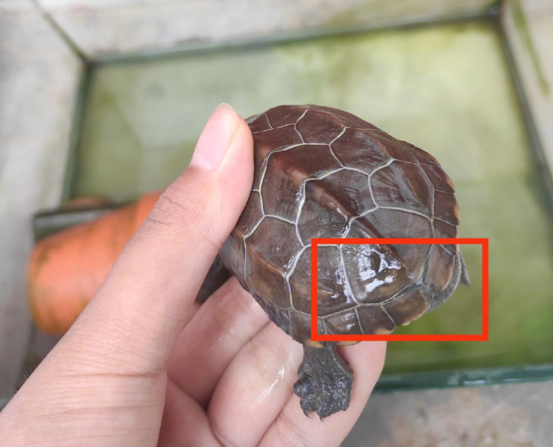 海龟之壳：坚固的家园，闺蜜体验团带你探秘