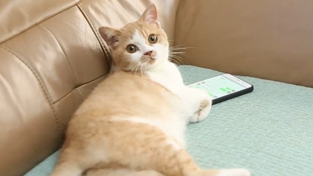 猫咪成人网，免费享受福利天堂
