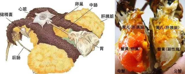 螃蟹鳃长什么样_螃蟹鳃长在哪个部位_螃蟹鳃长在哪里