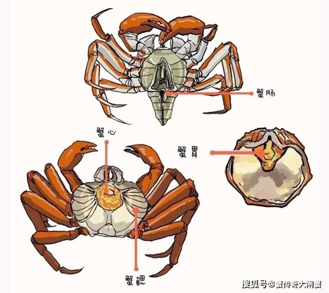 螃蟹鳃长在哪里_螃蟹鳃长什么样_螃蟹鳃长在哪个部位