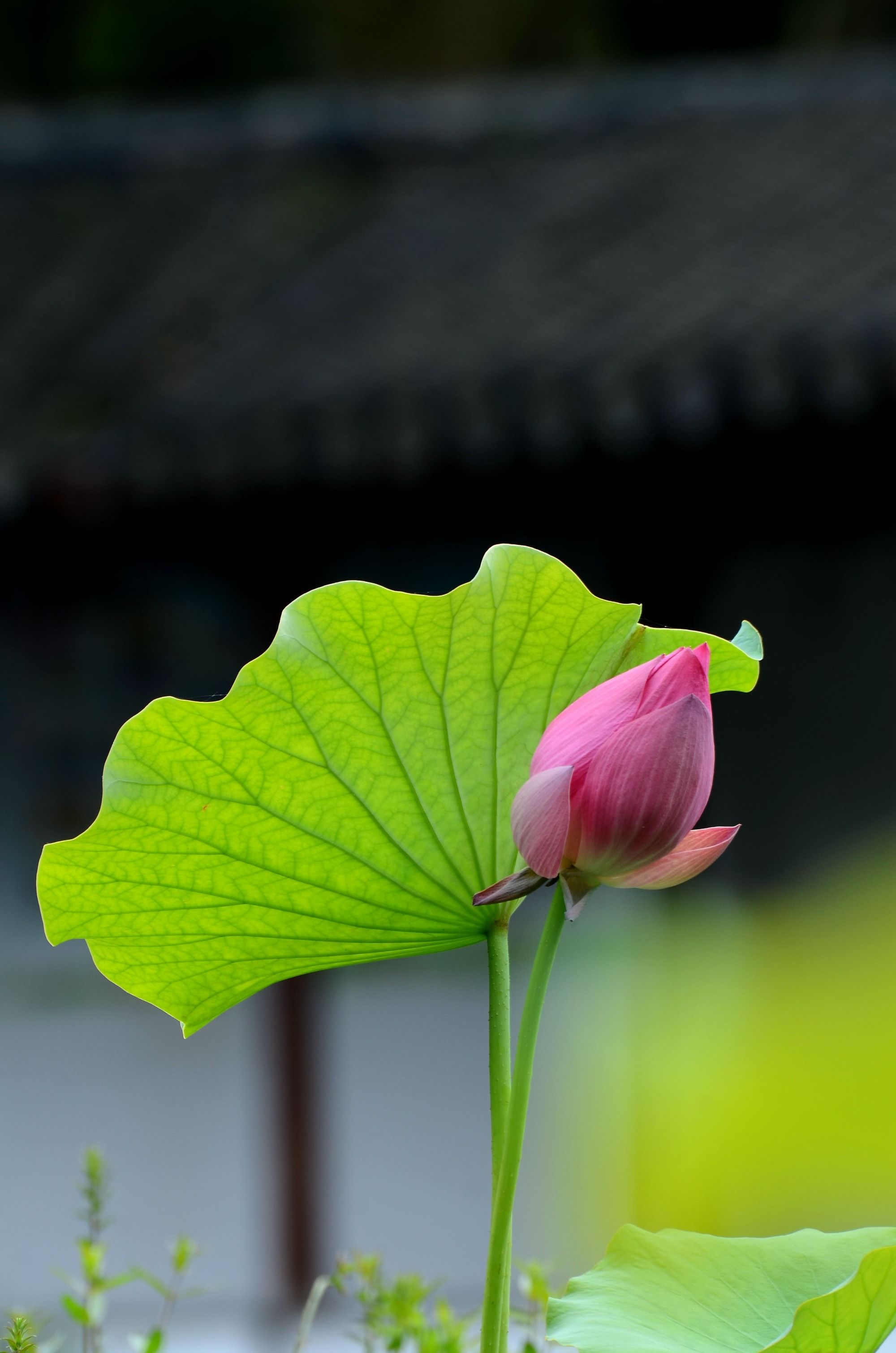 t月的风八月的雨什么歌_八月的风雨_七月的风八月的雨是什么歌