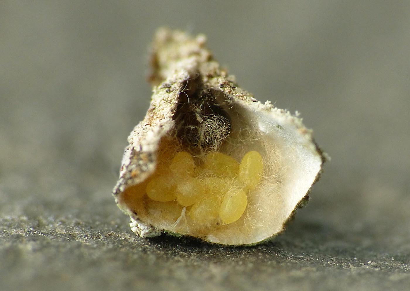 绚丽翅膀舞动，毒粉蛾引爆视觉盛宴