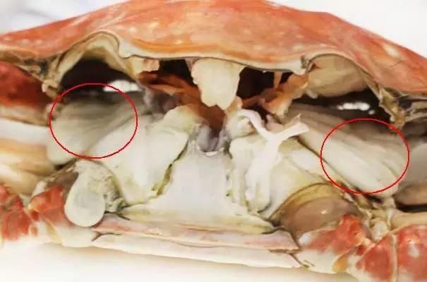螃蟹的腮长在哪_螃蟹腮长在哪里_螃蟹腮长茗荷说明什么