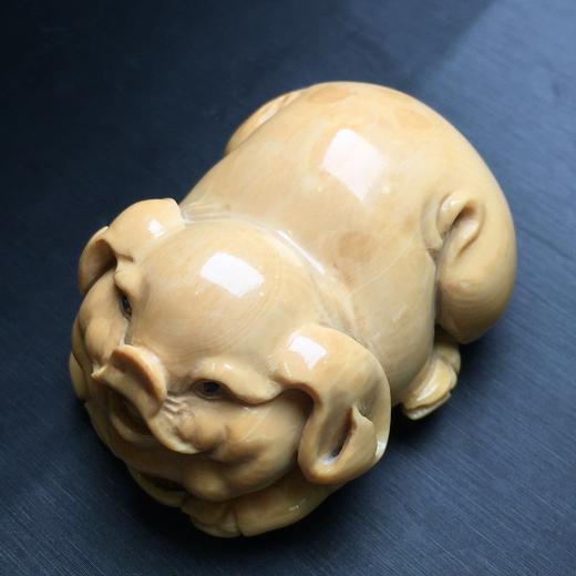 孤独与温暖的世界中，遇见了象牙猪