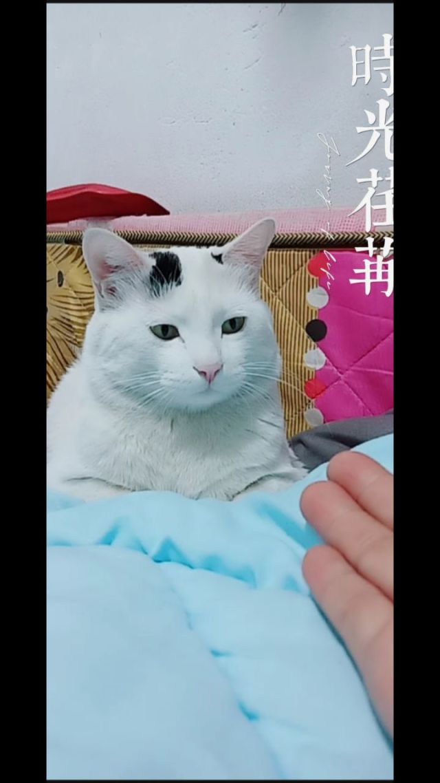猫咪成人_猫咪成人_猫咪成人