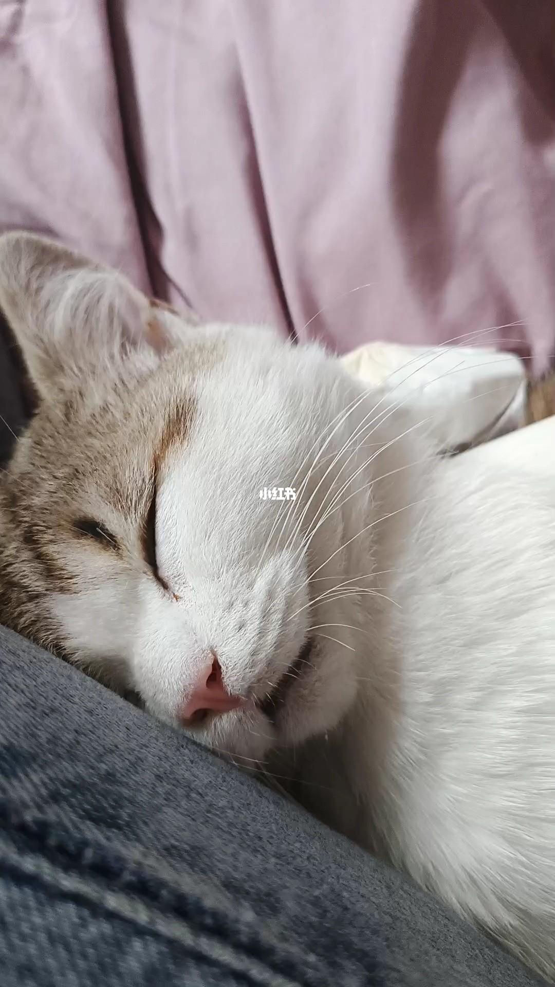 猫咪成人_猫咪成人_猫咪成人