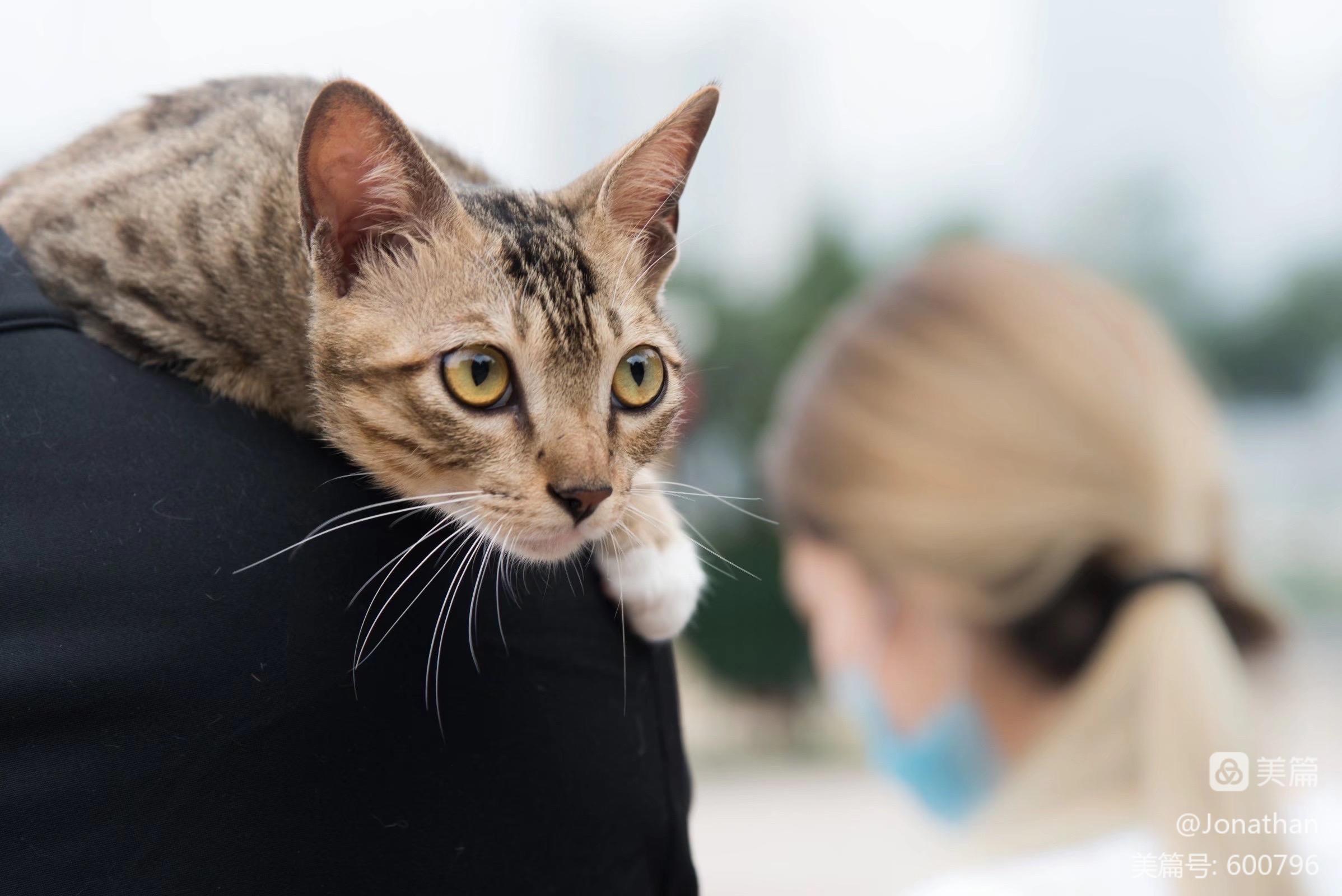 猫咪成人_猫咪成人_猫咪成人
