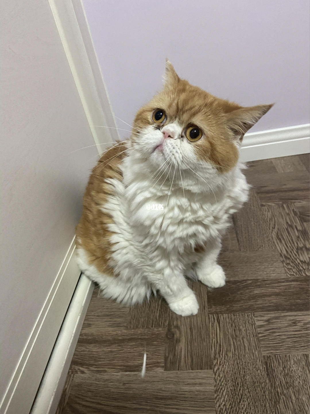 猫咪成人_猫咪成人_猫咪成人