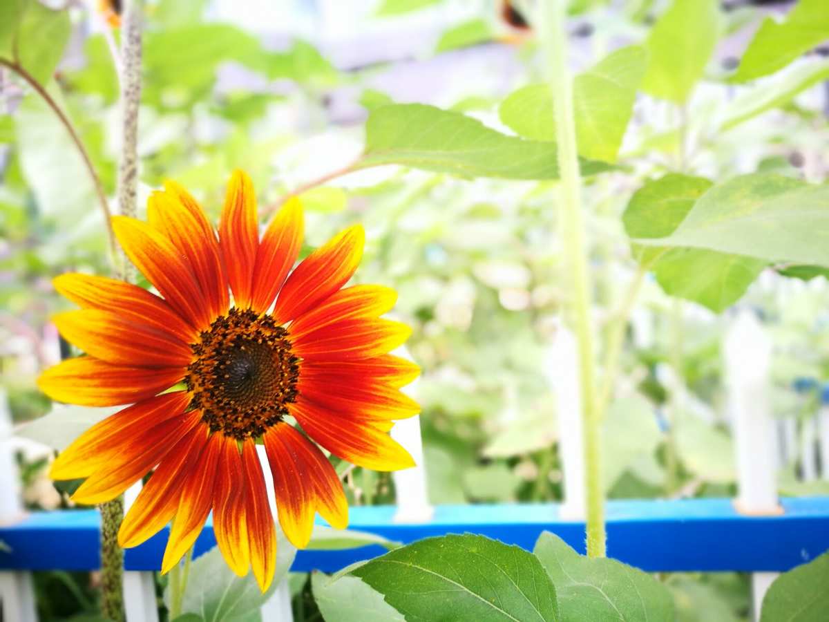 太阳避难所：清凉绿洲，舒适吸引