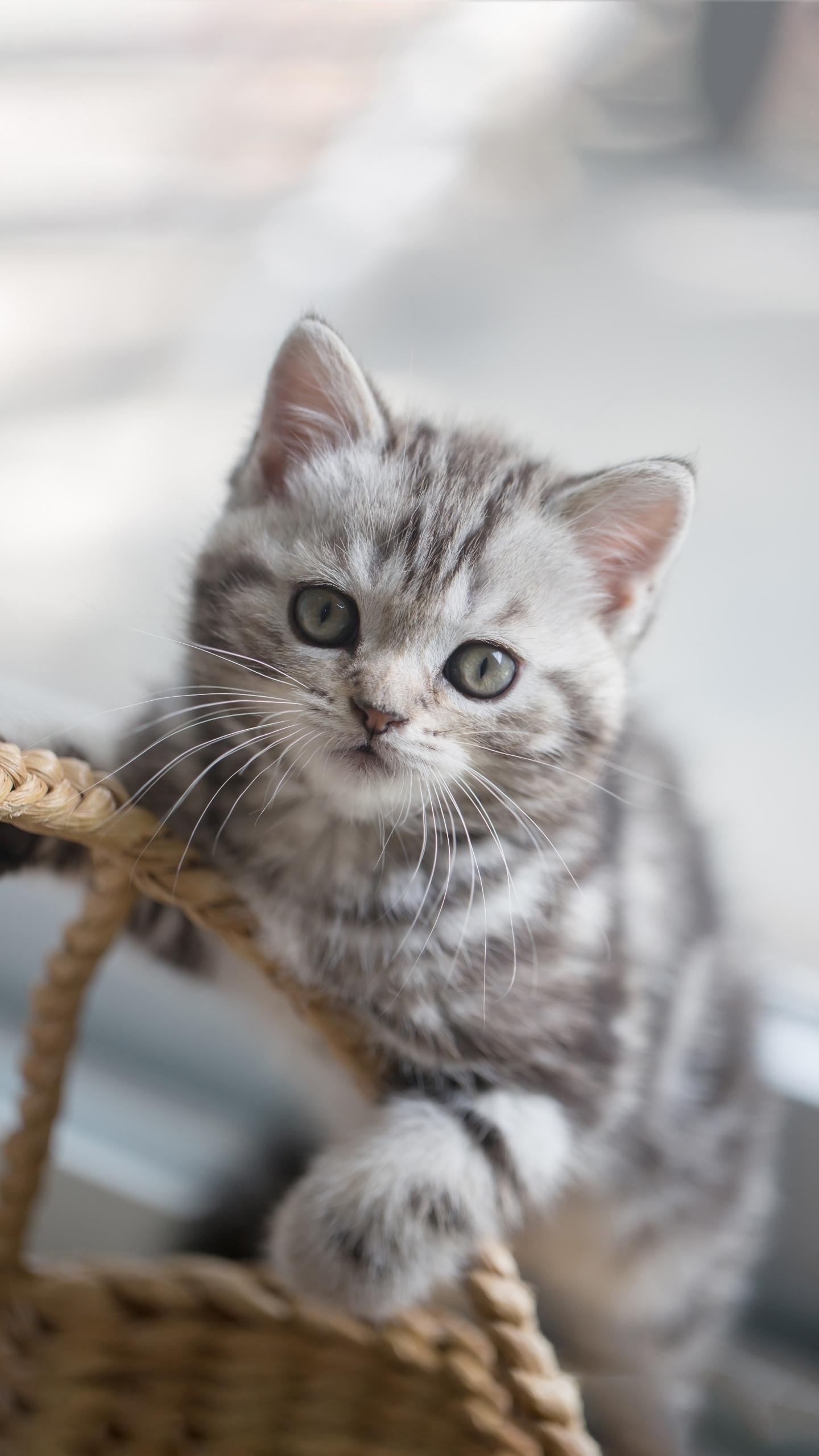 猫咪社区网址：探索无限猫咪世界