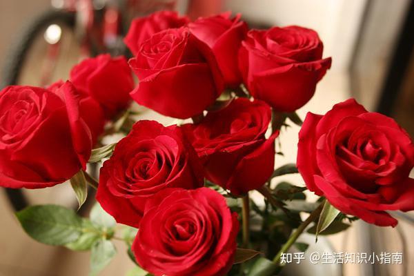 我要送你99朵玫瑰花_送玫瑰花要送多少朵_送玫瑰花要送几朵