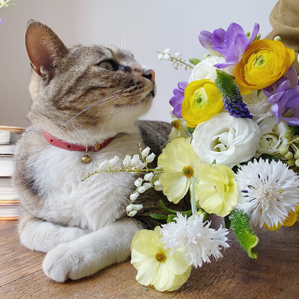 头像猫咪可爱呆萌_可爱猫咪头像_头像猫咪可爱萌