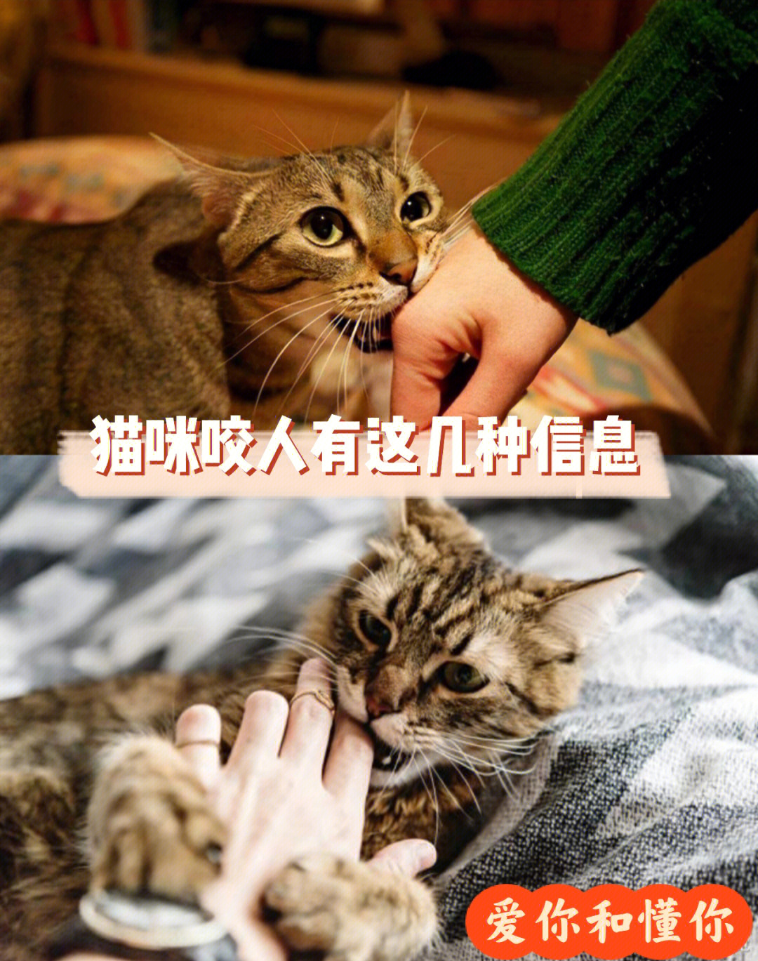 咬人猫告诉你，如何与人类和平相处