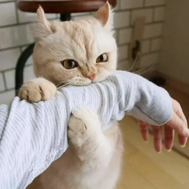 猫咬人怎么驯服_咬人猫_猫咬人怎么教育