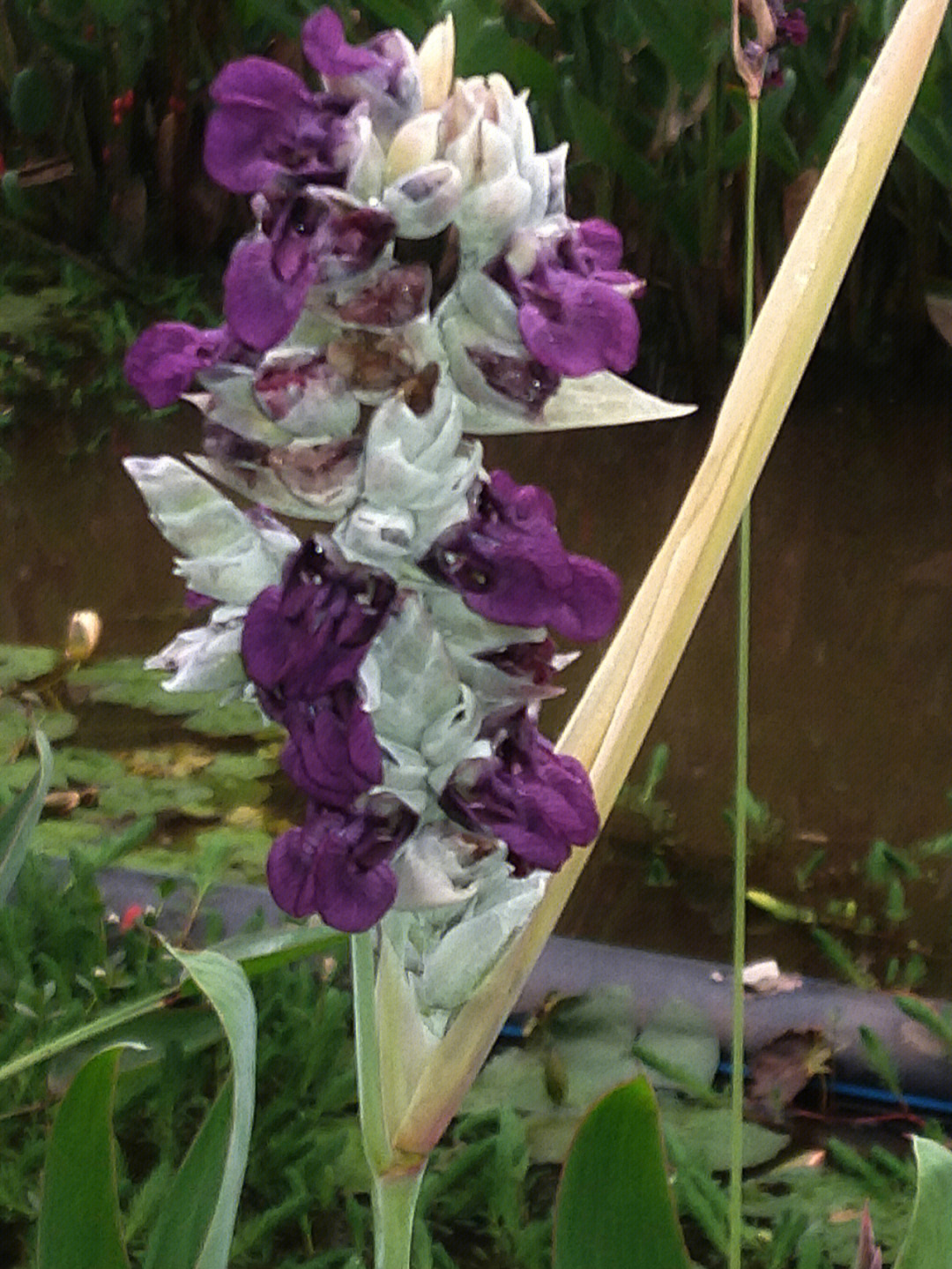 高岭爱花怎么表白_高岭爱花_高岭爱花壁纸