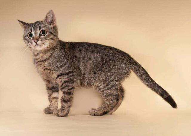 哦漏-猫奴秘籍：如何让你家猫咪保持干净整洁、身材苗条？