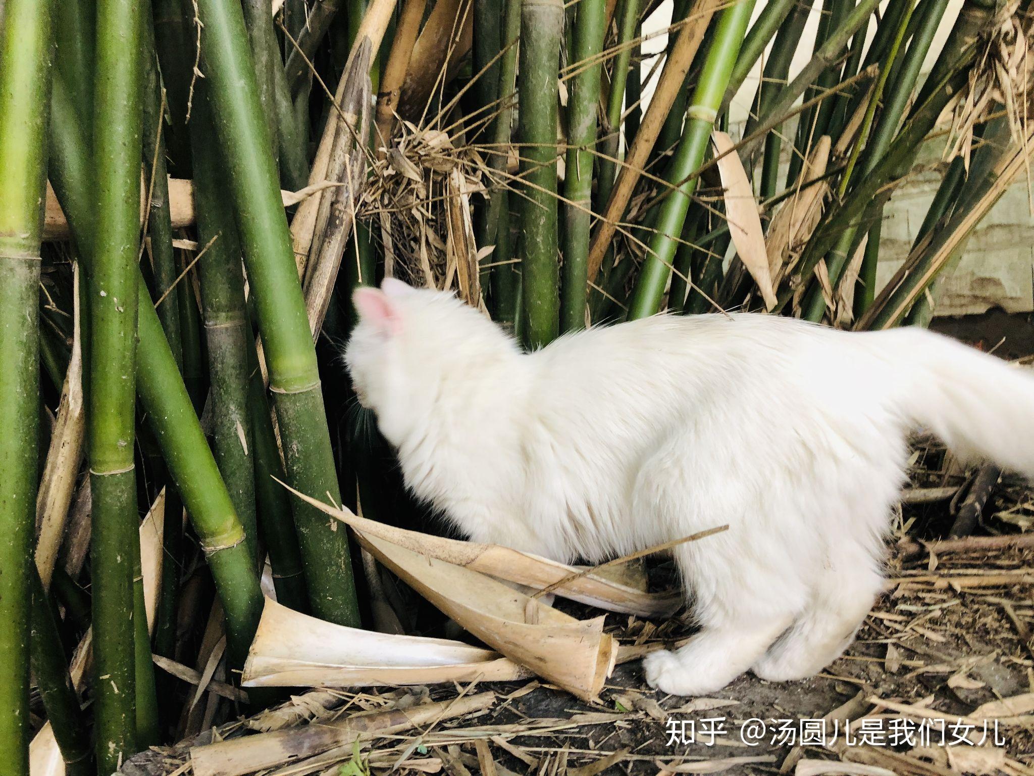 天启异闻录_天启异闻录百度百科_天哪