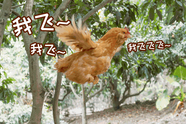 吃鸡游戏中鸡有什么用_第一次用手机玩吃鸡游戏_手机吃鸡就是个笑话