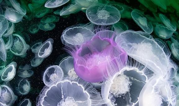 肖克申的救赎电影免费_救赎肖申克的救赎影评_肖申克的救赎在线高清免费观看