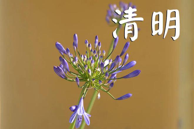 清明节插柳含义是_清明节插柳条是什么意思_清明插柳柳在人们心中的功用