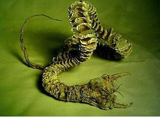 八寻_八寻宁宁头像_八寻图片
