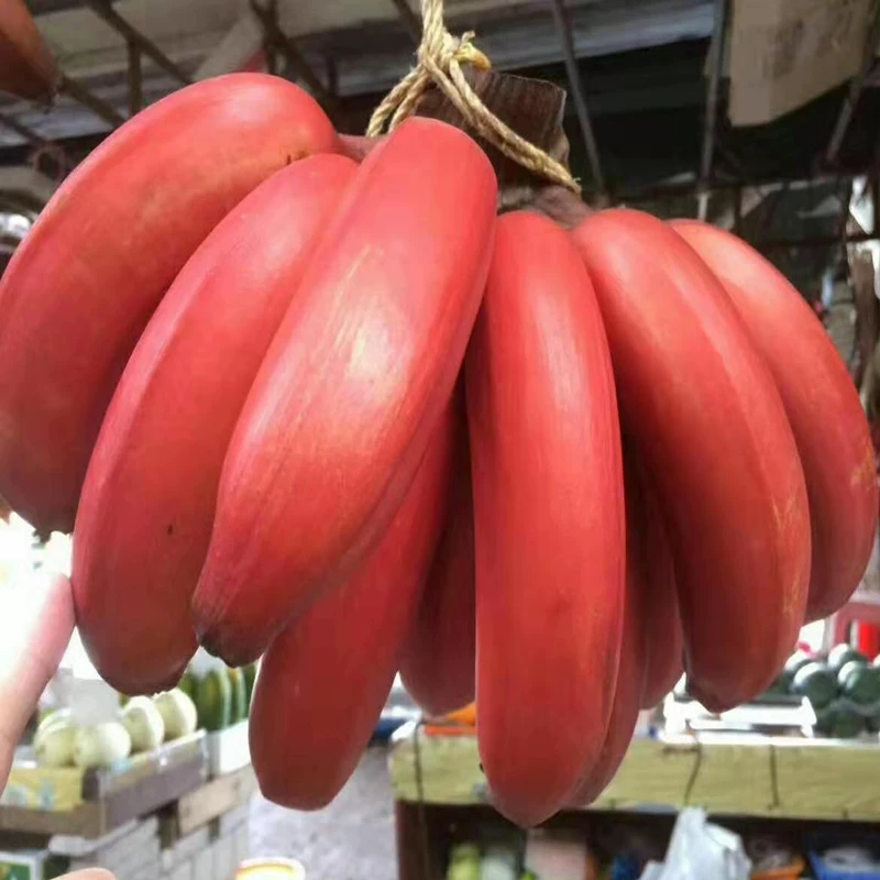 香蕉君头像_香蕉君_香蕉君笑