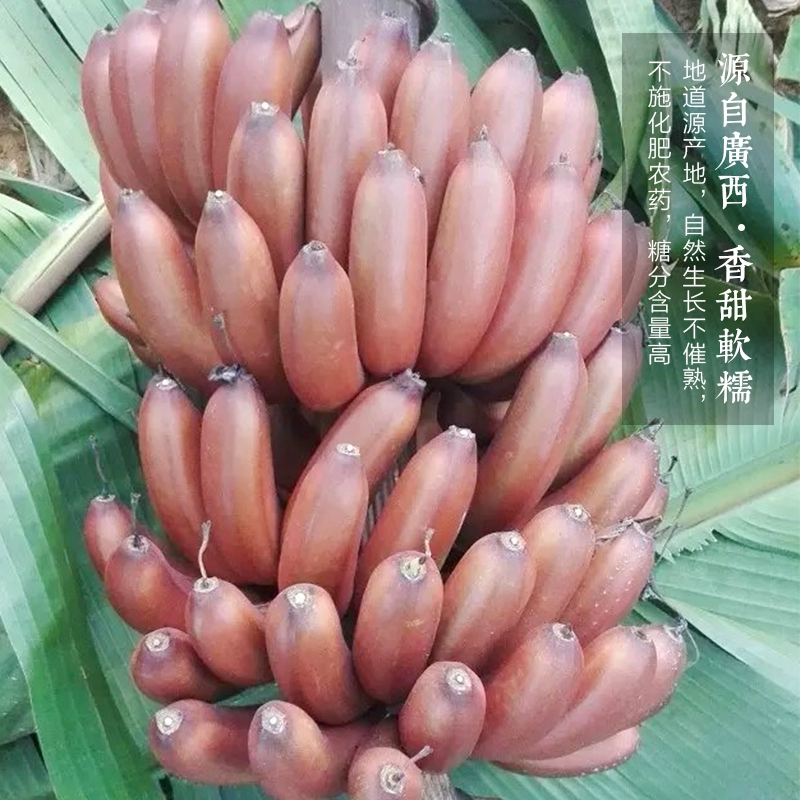 香蕉君头像_香蕉君笑_香蕉君