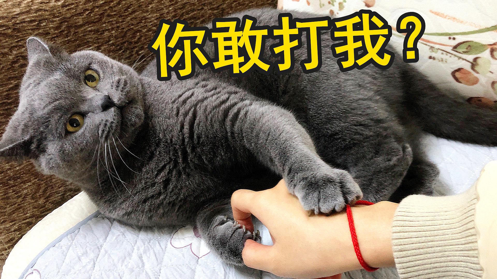 安卓手机逗猫游戏推荐-与萌猫互动乐趣尽享：打造属于你的猫咪乐