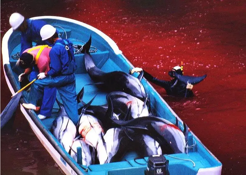 海豚湾电影讲什么_海豚湾在线观看_海豚湾电影免费
