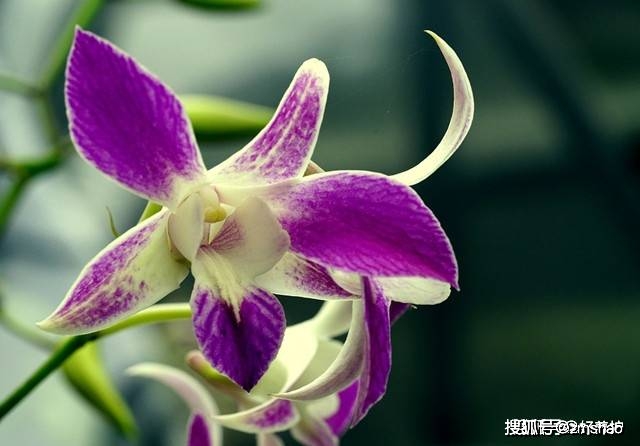 祝福语父亲节_父亲节祝福语简短唯美_祝福父亲短句