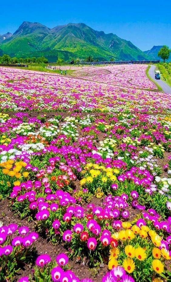 花少北_花少北_花少北