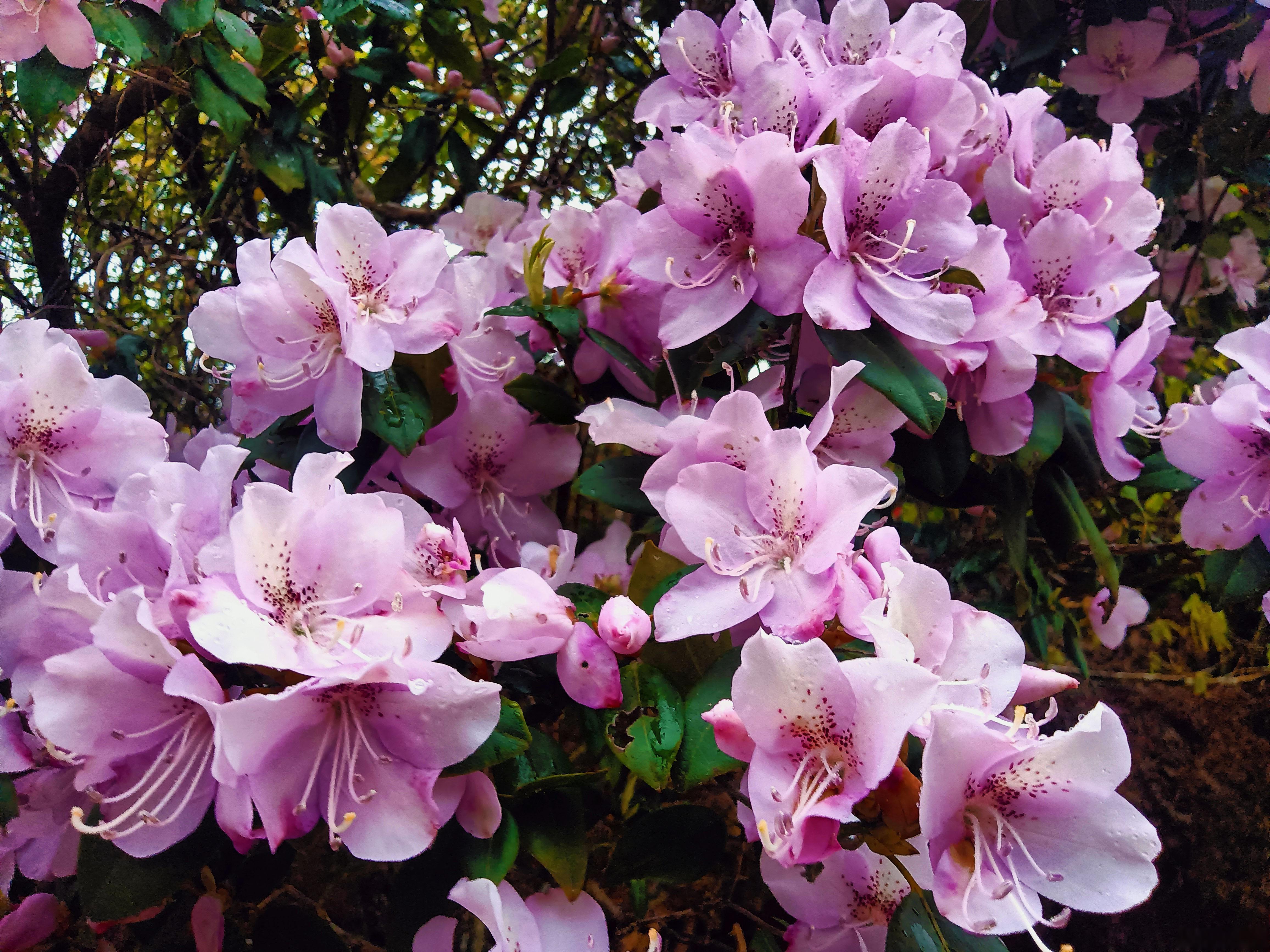 花少北_花少北_花少北