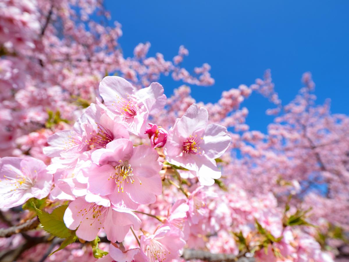 花少北_花少北_花少北