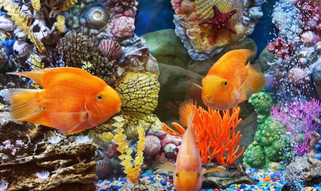 海豚湾纪录片-海豚湾：海洋的哀歌，生命的呐喊，人类贪婪的见证