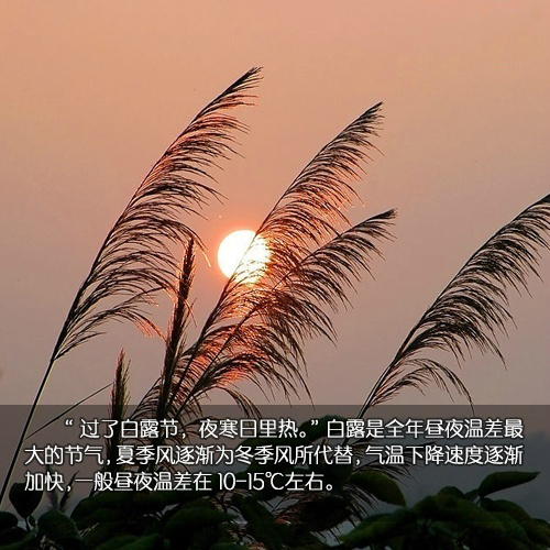 白露节气-白露：秋意渐浓，农作物成熟，情感寄托的美好节气