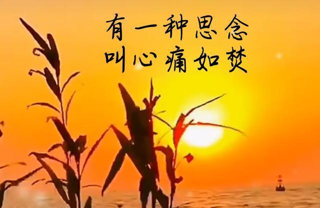 日南_日南郡_日南高速