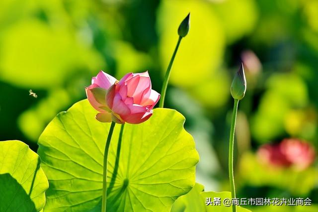 纳伊斯：心底最柔软的名字，承载着复杂的情感与回忆