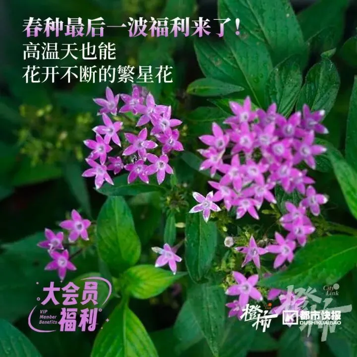 包粽子的叶子-端午节临近，粽叶承载千年文化与情感，包粽子成心