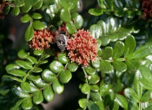 黑沼爽子情侣头像_黑沼爽子_好想告诉你黑沼爽子的配音