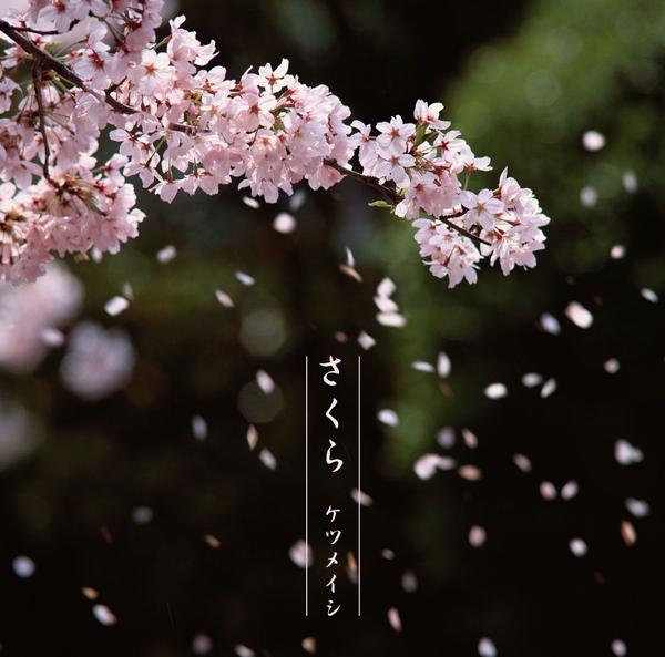 日本樱花节_日本樱花节日_樱花节日本人