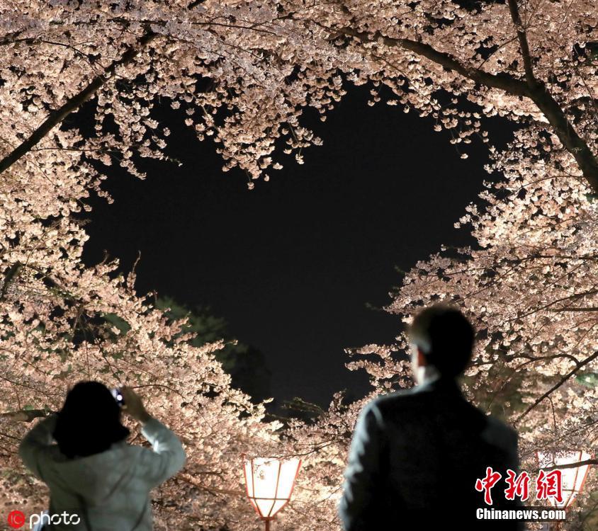 樱花节日本人_日本樱花节日_日本樱花节