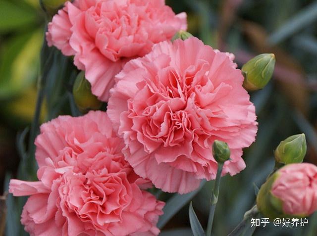 川G_及川_川字纹