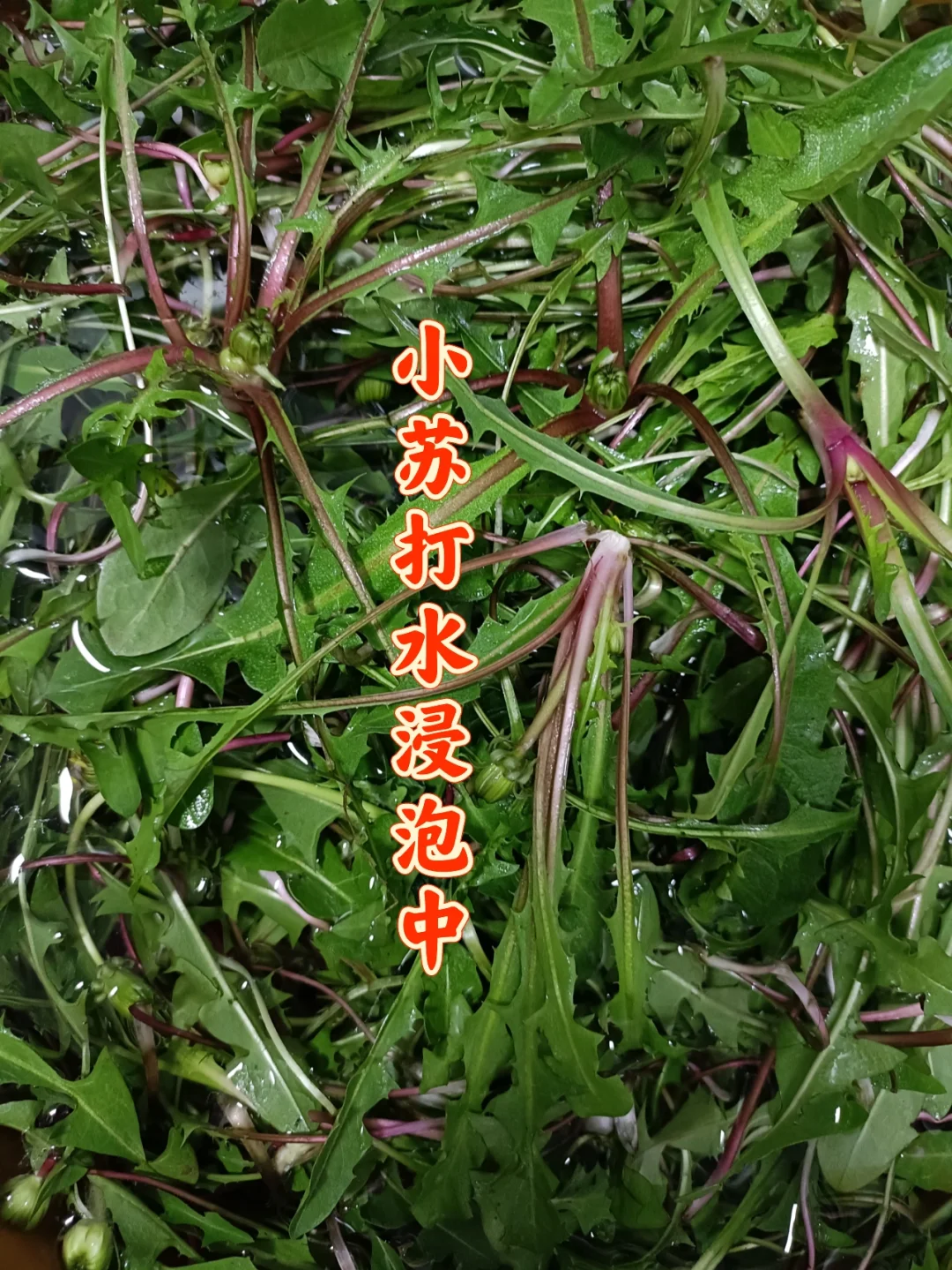 小红书蒲公英_小红书蒲公英平台入口_小蒲公英图片